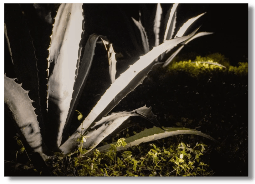 Tampa landscape lighting installation