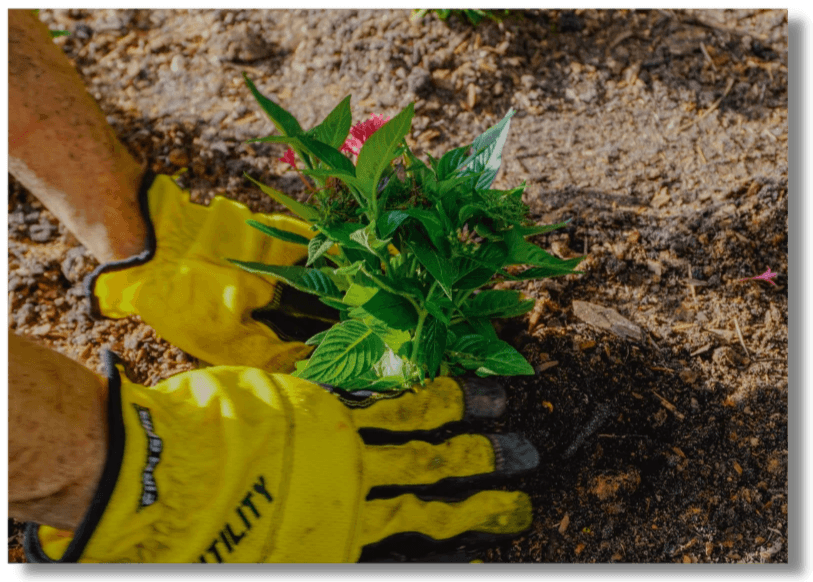 Landscape maintenance with Everything Outdoors, Tampa Bay