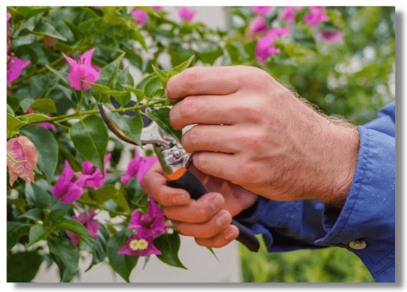 Tree care service in Tampa