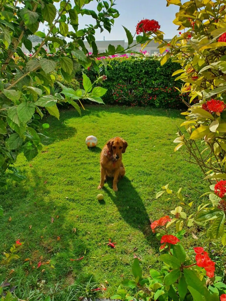 Barkitecture & Engineered Wellness: The 2026 Guide to P…