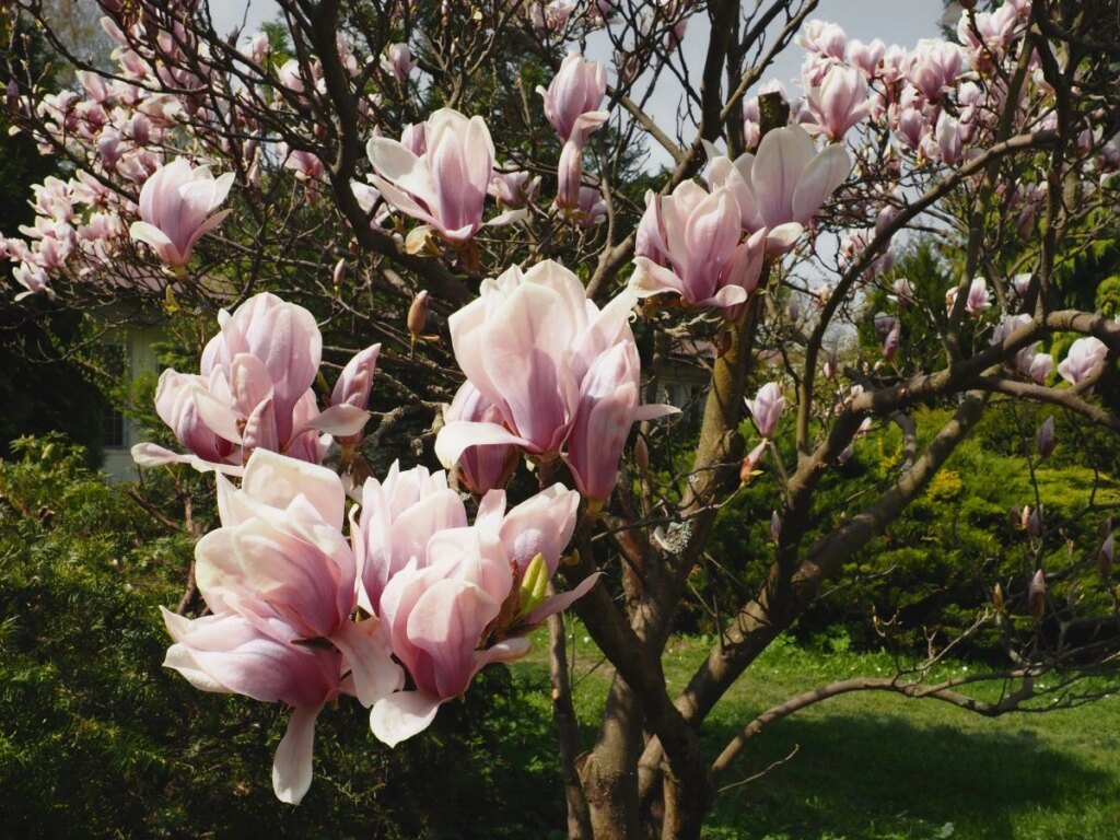 Elevate Your Winter Landscape with Early Flowering Magn…