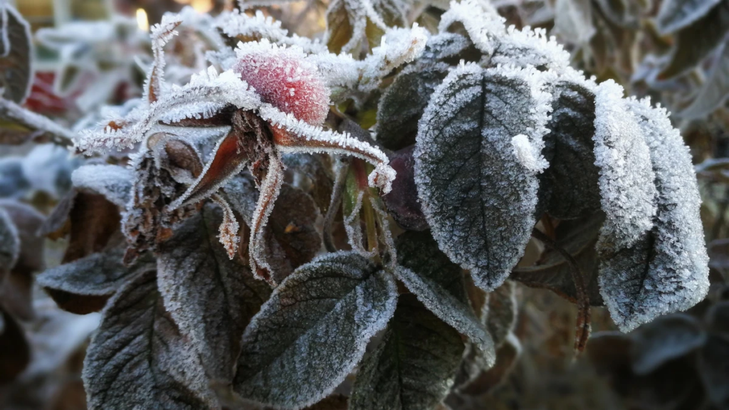 How to Treat Cold-Damaged Plants – Damaged Plants
