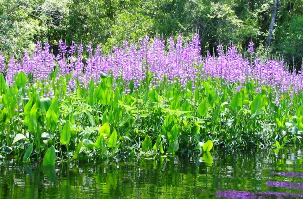 The Vital Role of Aquatic Plants in Tampa’s Freshwater …