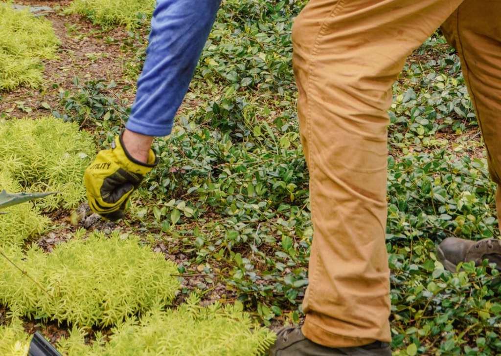 Tips When Hiring a Landscape Professional.