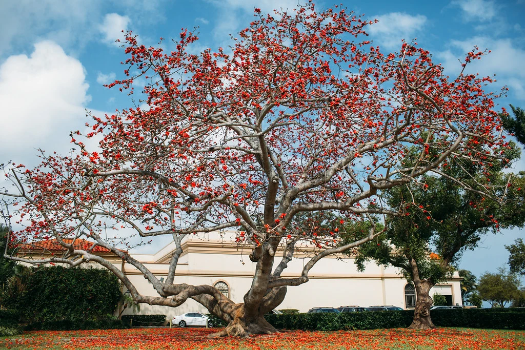 Valentine’s Day Flowers and the Majestic Red Kapok Tree…